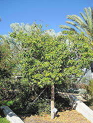 Sweet Shade (Hymenosporum flavum) at Lakeshore Garden Centres