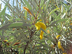 Mulga (Acacia aneura) at Lakeshore Garden Centres