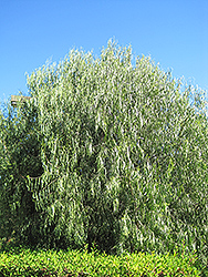 Australian Willow (Geijera parviflora) at Lakeshore Garden Centres