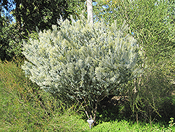 Knifeleaf Wattle (Acacia cultriformis) at Lakeshore Garden Centres
