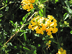 South Beach Compact Lemon Lantana (Lantana camara 'South Beach Compact Lemon') at Lakeshore Garden Centres