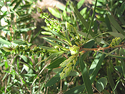 River Tea Tree (Melaleuca quinquenervia) at Lakeshore Garden Centres