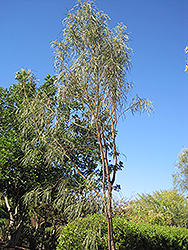 Shoestring Acacia (Acacia stenophylla) at Lakeshore Garden Centres
