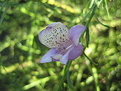 Summertime Blue Emu Bush (Eremophila 'Summertime Blue') at Lakeshore Garden Centres