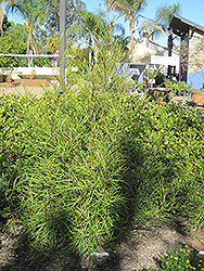 Firesprite Grevillea (Grevillea 'Firesprite') at Lakeshore Garden Centres