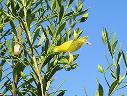 Golden Emu Bush (Eremophila maculata 'Aurea') at Lakeshore Garden Centres