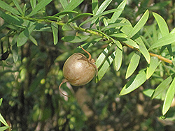 Golden Emu Bush (Eremophila maculata 'Aurea') at Lakeshore Garden Centres