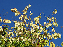 Chinese Flame Tree (Koelreuteria bipinnata) at Lakeshore Garden Centres