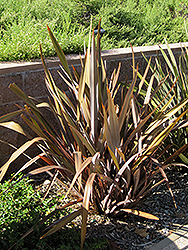 Dusky Chief New Zealand Flax (Phormium 'Dusky Chief') at Lakeshore Garden Centres