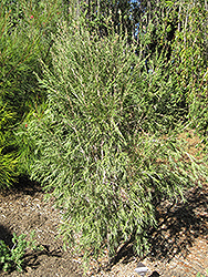 Pink Stiletto Bottlebrush (Callistemon 'Pink Stiletto') at Lakeshore Garden Centres