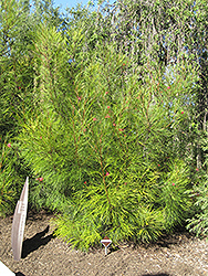 Long John Grevillea (Grevillea 'Long John') at Lakeshore Garden Centres