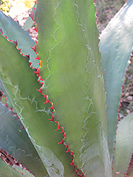 Cow Horn Agave (Agave bovicornuta) at Lakeshore Garden Centres