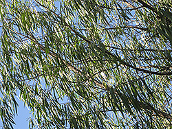 Australian Willow (Geijera parviflora) at Lakeshore Garden Centres