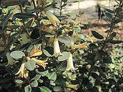 Ivory Bells Correa (Correa 'Ivory Bells') at Lakeshore Garden Centres