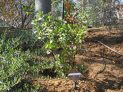 Dr. Hurd Manzanita (Arctostaphylos manzanita 'Dr. Hurd') at Lakeshore Garden Centres