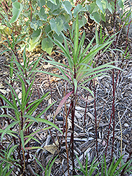Mexican Cardinal Flower (Lobelia laxiflora) at Lakeshore Garden Centres