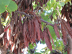 Western Redbud (Cercis occidentalis) at Lakeshore Garden Centres