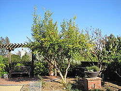Wonderful Pomegranate (Punica granatum 'Wonderful') at Lakeshore Garden Centres