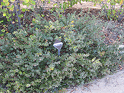 John Dourley Manzanita (Arctostaphylos 'John Dourley') at Lakeshore Garden Centres