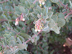 John Dourley Manzanita (Arctostaphylos 'John Dourley') at Lakeshore Garden Centres