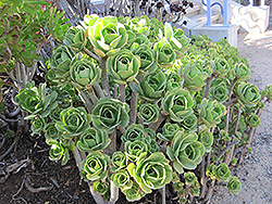 Tree Aeonium (Aeonium arboreum) at Lakeshore Garden Centres