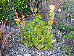 Wilson's Wonder Conebush (Leucadendron 'Wilson's Wonder') at Lakeshore Garden Centres