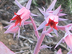 Afterglow Echeveria (Echeveria 'Afterglow') at Lakeshore Garden Centres