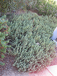 Sunset Magenta Rockrose (Cistus 'Sunset') at Lakeshore Garden Centres