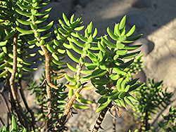 Miniature Pine Tree (Crassula tetragona) at Lakeshore Garden Centres