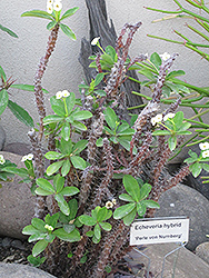 Tall White Crown Of Thorns (Euphorbia milii 'Tall White') at Lakeshore Garden Centres