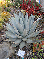 Desert Agave (Agave deserti) at Lakeshore Garden Centres