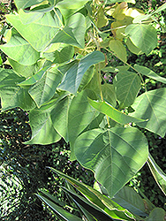 Naked Coral Tree (Erythrina coralloides) at Lakeshore Garden Centres
