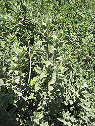 Beach Sage (Salvia africana-lutea) at Lakeshore Garden Centres