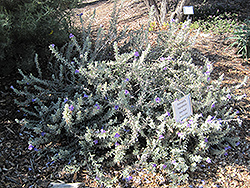 Emu Bush (Eremophila hygrophana) at Lakeshore Garden Centres