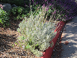 French Lavender (Lavandula dentata) at Lakeshore Garden Centres