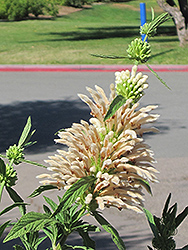 White Lion's Tail (Leonotis leonurus 'Albiflora') at Lakeshore Garden Centres