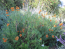 Lion's Tail (Leonotis leonurus) at Lakeshore Garden Centres