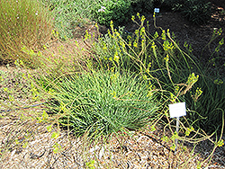 Stalked Bulbine (Bulbine frutescens) at Lakeshore Garden Centres