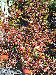 Plum Hussey Mirror Bush (Coprosma repens 'Plum Hussey') at Lakeshore Garden Centres
