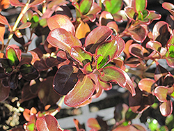 Plum Hussey Mirror Bush (Coprosma repens 'Plum Hussey') at Lakeshore Garden Centres