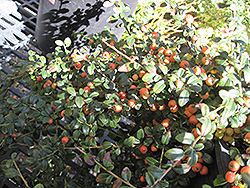 Lowfast Cotoneaster (Cotoneaster dammeri 'Lowfast') at Lakeshore Garden Centres