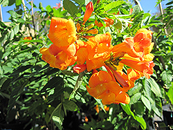 Smith's Esperanza (Tecoma x smithii) at Lakeshore Garden Centres