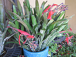 Queen's Tears (Billbergia nutans) at Lakeshore Garden Centres