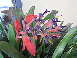 Queen's Tears (Billbergia nutans) at Lakeshore Garden Centres