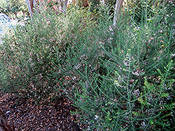 Rice Flower (Ozothamnus diosmifolius) at Lakeshore Garden Centres
