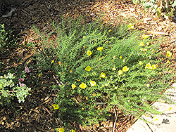Hartweg's Sundrops (Calylophus hartwegii) at Lakeshore Garden Centres