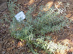 Pozo Blue Sage (Salvia 'Pozo Blue') at Lakeshore Garden Centres