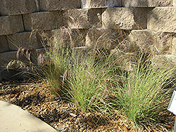 Chino Hills Purple Three Awn (Aristida purpurea 'Chino Hills') at Lakeshore Garden Centres