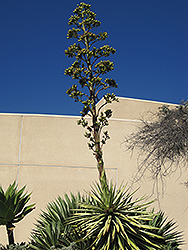 Tequila Agave (Agave tequilana) at Lakeshore Garden Centres