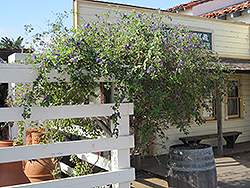 Blue Potato Bush (Lycianthes rantonnetii) at Lakeshore Garden Centres